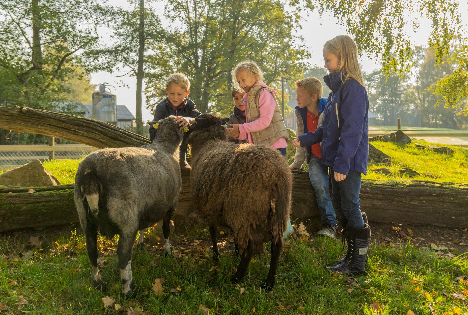  Barn på bondgård på Skånes djurpark . Foto: Skånes djurpark .