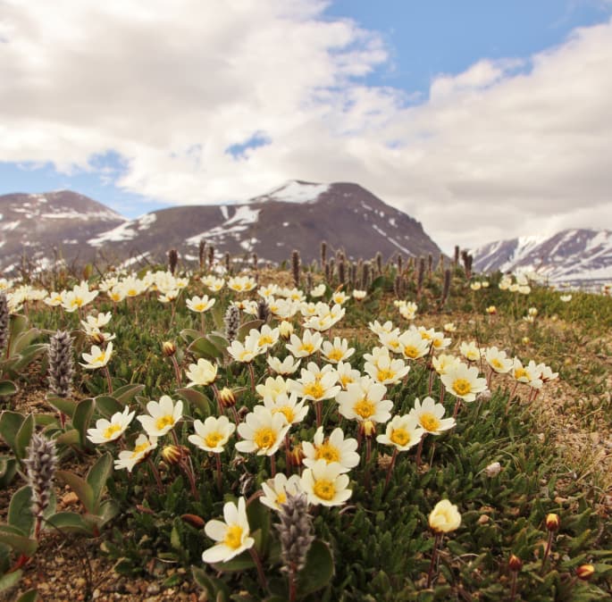 Blommande fjällsippor i närheten av forskningsstationen Zackenberg på nordöstra Grönland. Foto: Mikko Tiusanen.