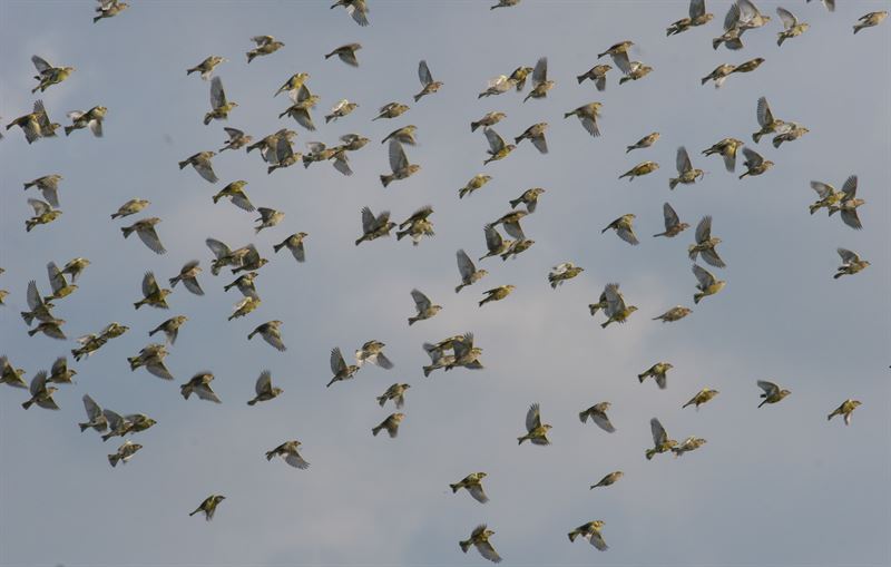 En flock grönfinkar. Fotograf: Thomas Alerstam