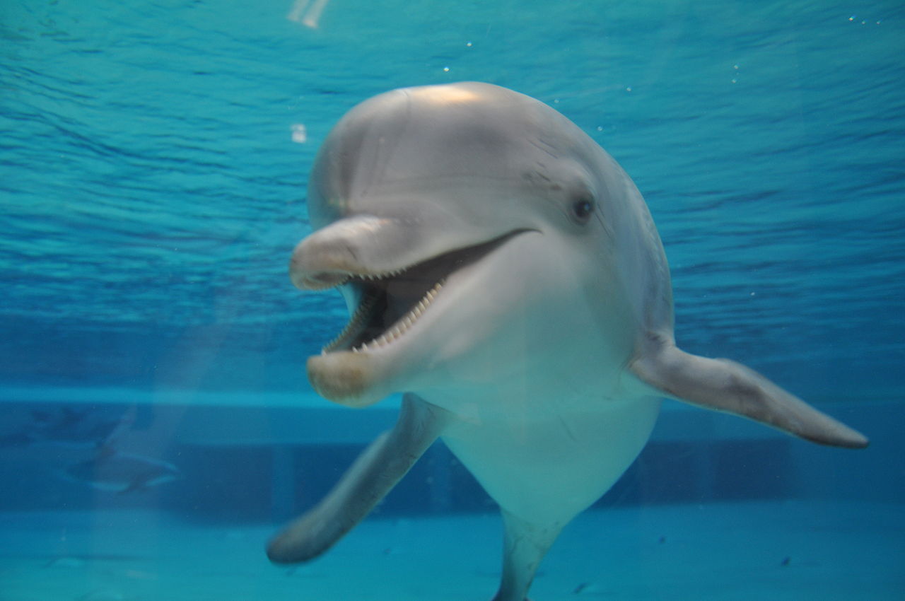 Delfin. Foto: Zoostar 