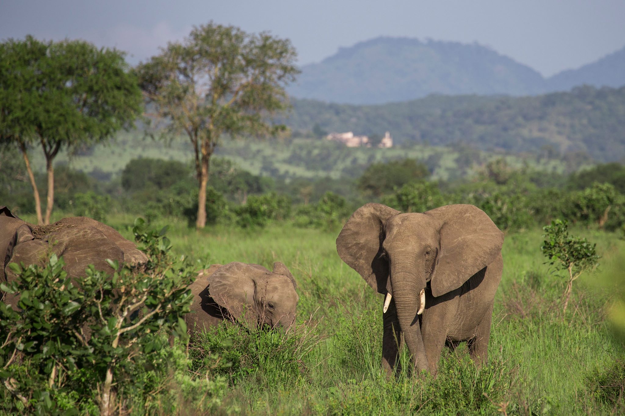Elefanter i Selous. Foto: WWF-Tanzania