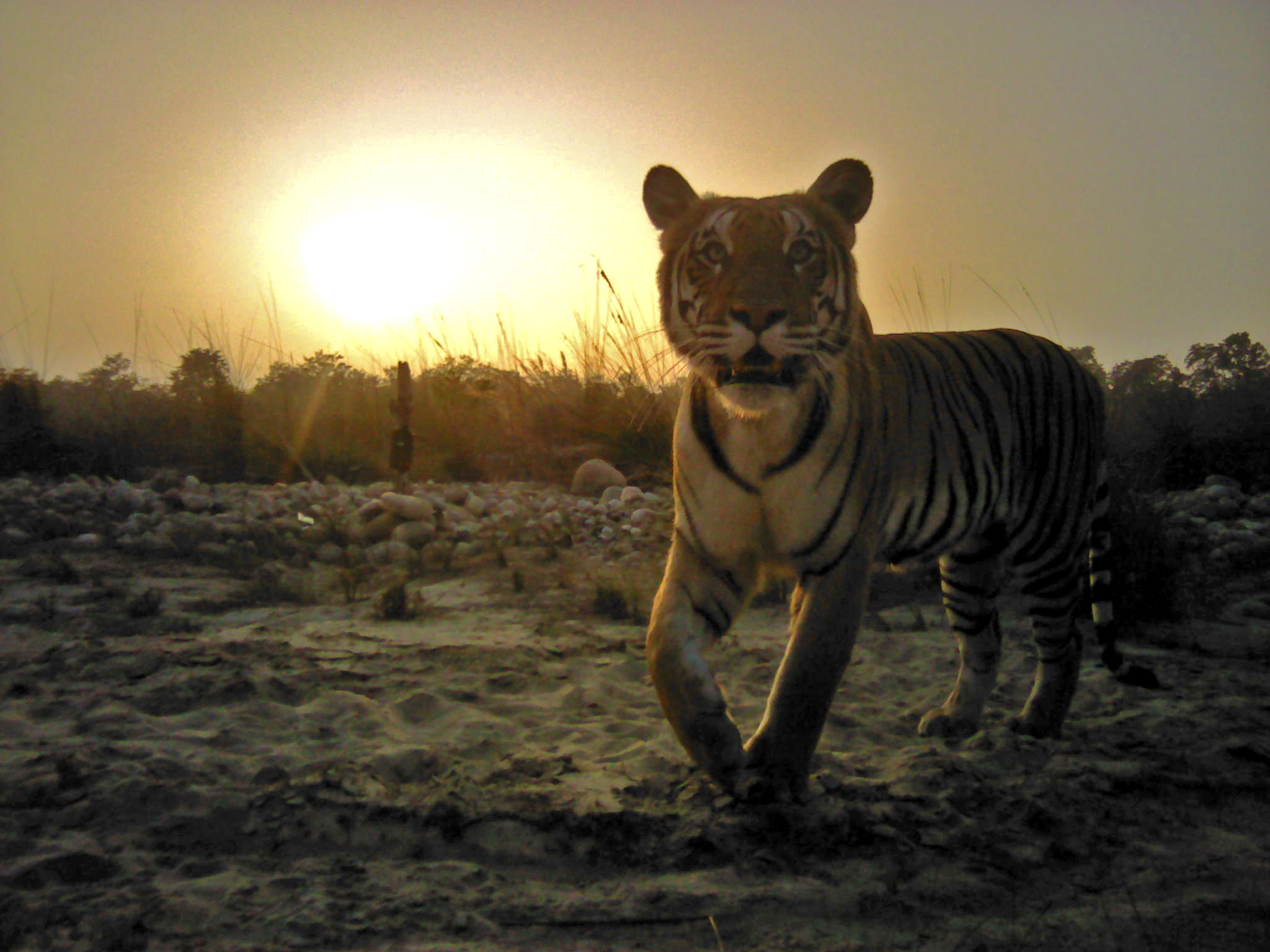 Tiger, Nepal Chitwan national park. Foto: DNPW / WWF-Nepal