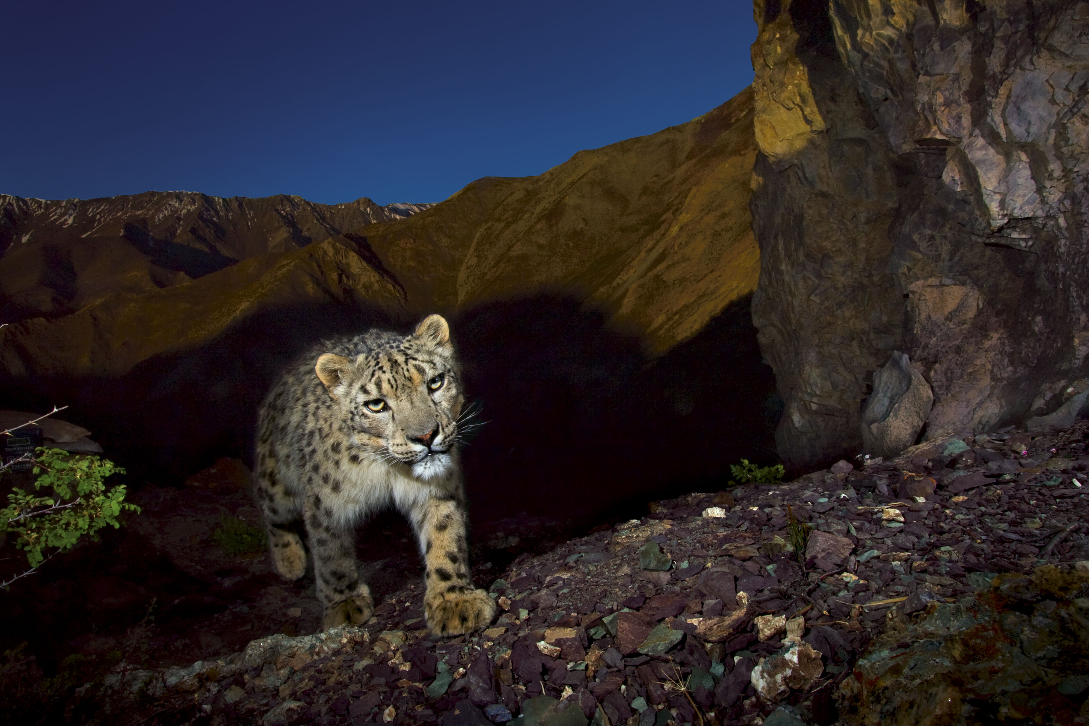 Snöleopard. Foto: Steve Winter / National Geographic Society.