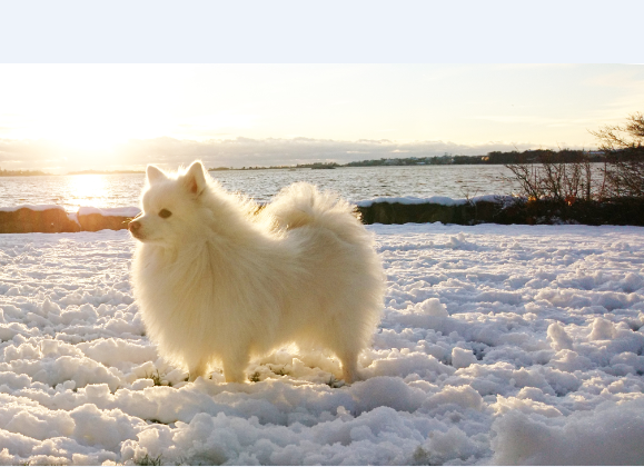 Liten vit hund. Foto: Agria 