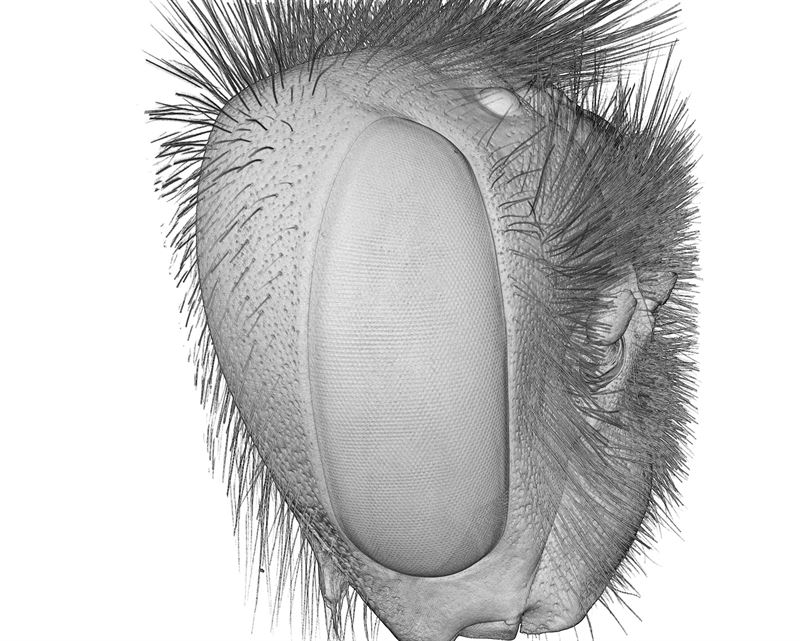 Fotograf: Pierre Tichit. En 3D-bild av jordhumlans huvud från sidan. 