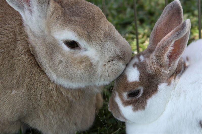 Två kaniner. Foto:  Agria Djurförsäkring 
