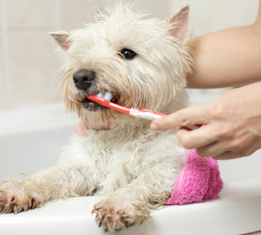 Hund får tänderna borstade. Foto: Agria Djurförsäkring