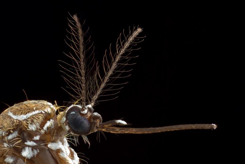 Fotograf: Alex Wild. Huvudet på en gulafebernmygga (Aedes aegypti). 