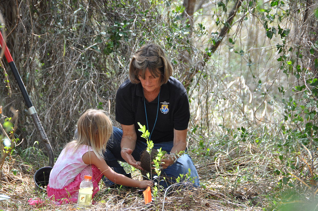 Flicka blir instruerad hur man planterar träd. Foto: Wikimedia
