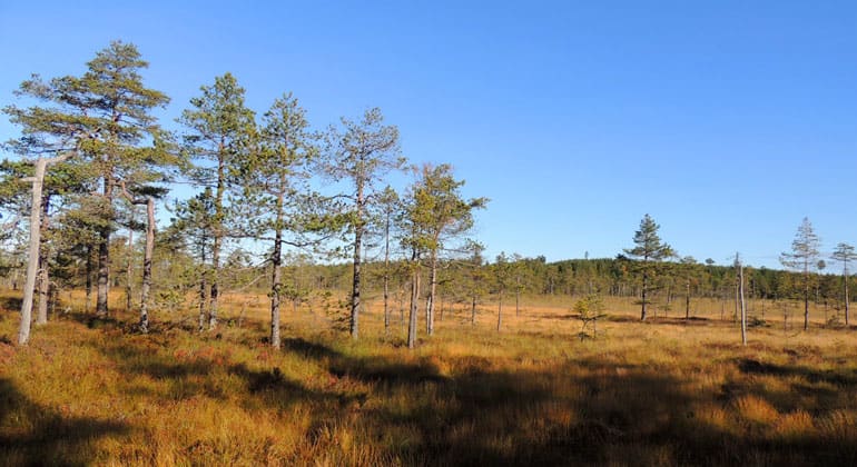 Spjärshällen, ett av de tre nya naturreservaten i Dalarna. På bilden: En myr med tallar. Foto: Maria Blomqvist, Länsstyrelsen i Dalarnas län.