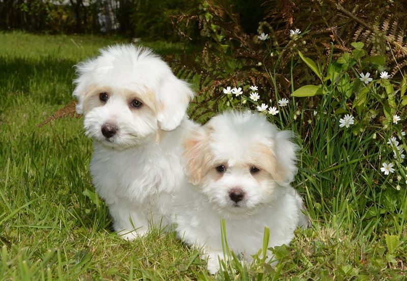 Två vita hundvalpar. Foto: If