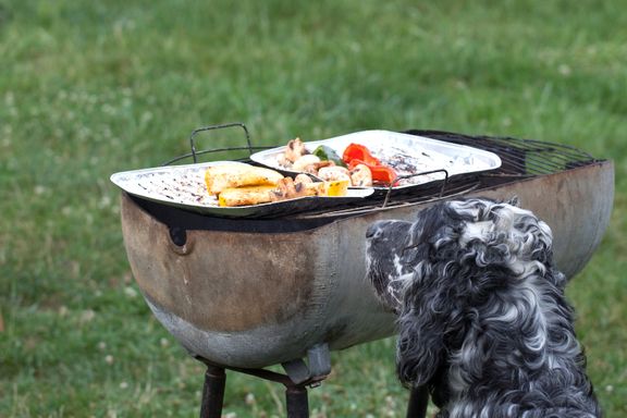 Hund framför grill. Foto: Svedea 