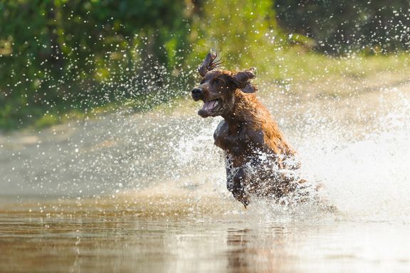 Hund i vatten. Foto: Svedea