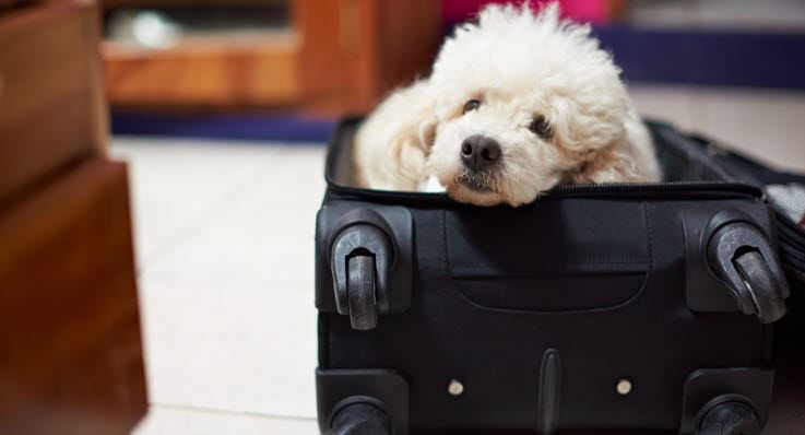 Hund i resväska. Foto: Agria