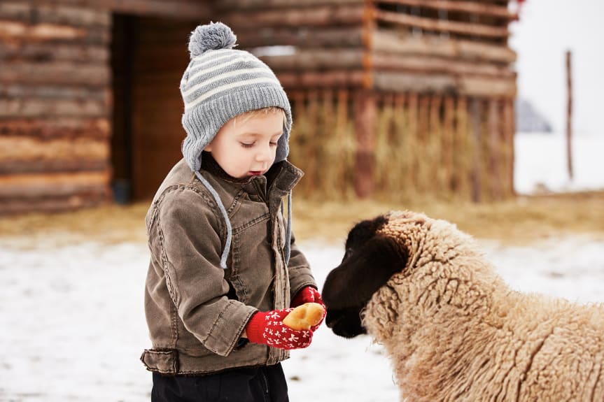 Barn matar ett får. Foto: Skånes Djurpark