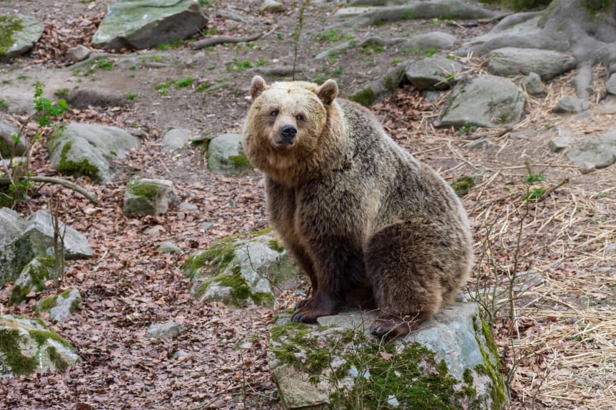 En lång höst och utebliven vinterkyla leder till att en av björnarna i Skånes Djurpark fortfarande är vaken. Foto: Skånes Djurpark