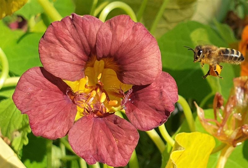 Honungsbi med pollen. Foto: Anticimex 