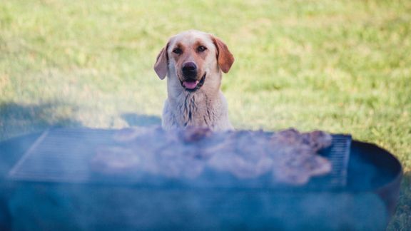 Hund vid grill. Foto: Svedea 
