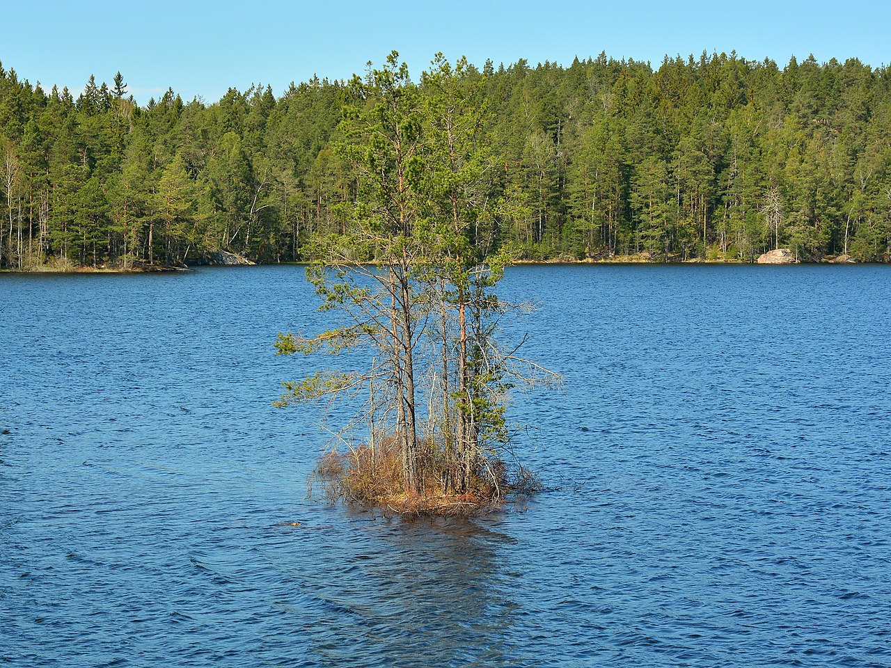 Stensjön i Tyresta. Foto: Johan Fredriksson