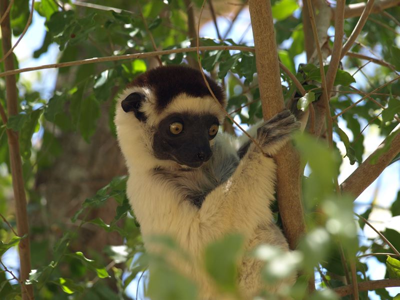 Sifaka-lemur. Fotograf: Tobias Andermann