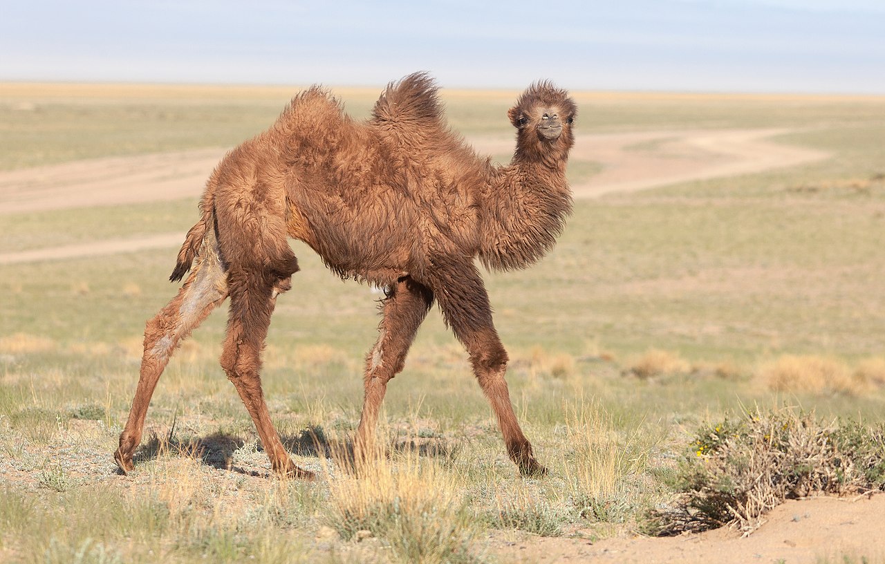 Kamel i Västra Mongoliet. Foto: Alexandr Frolov