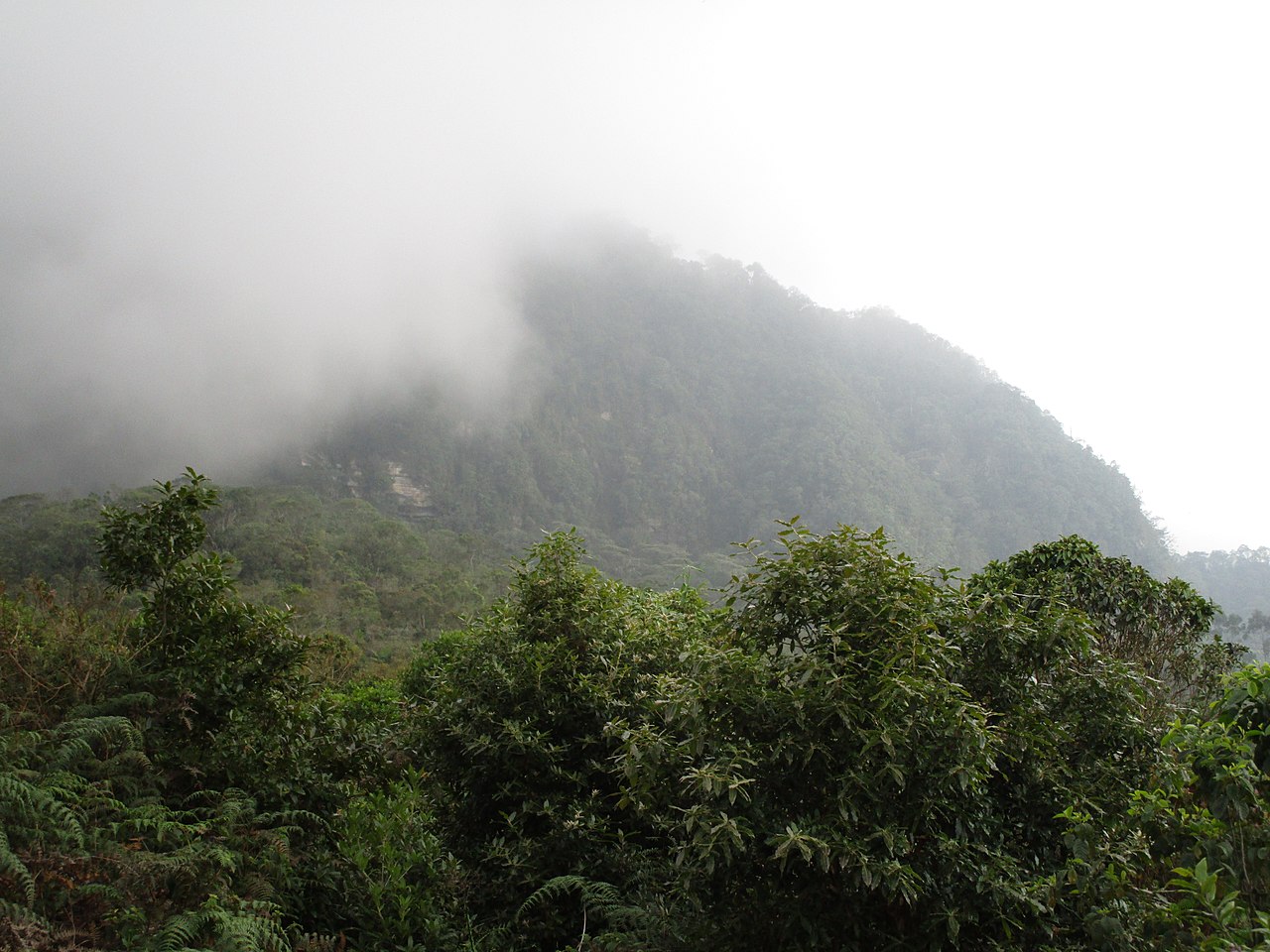 Tropiskt skogklätt berg. Foto: Peter Angritt