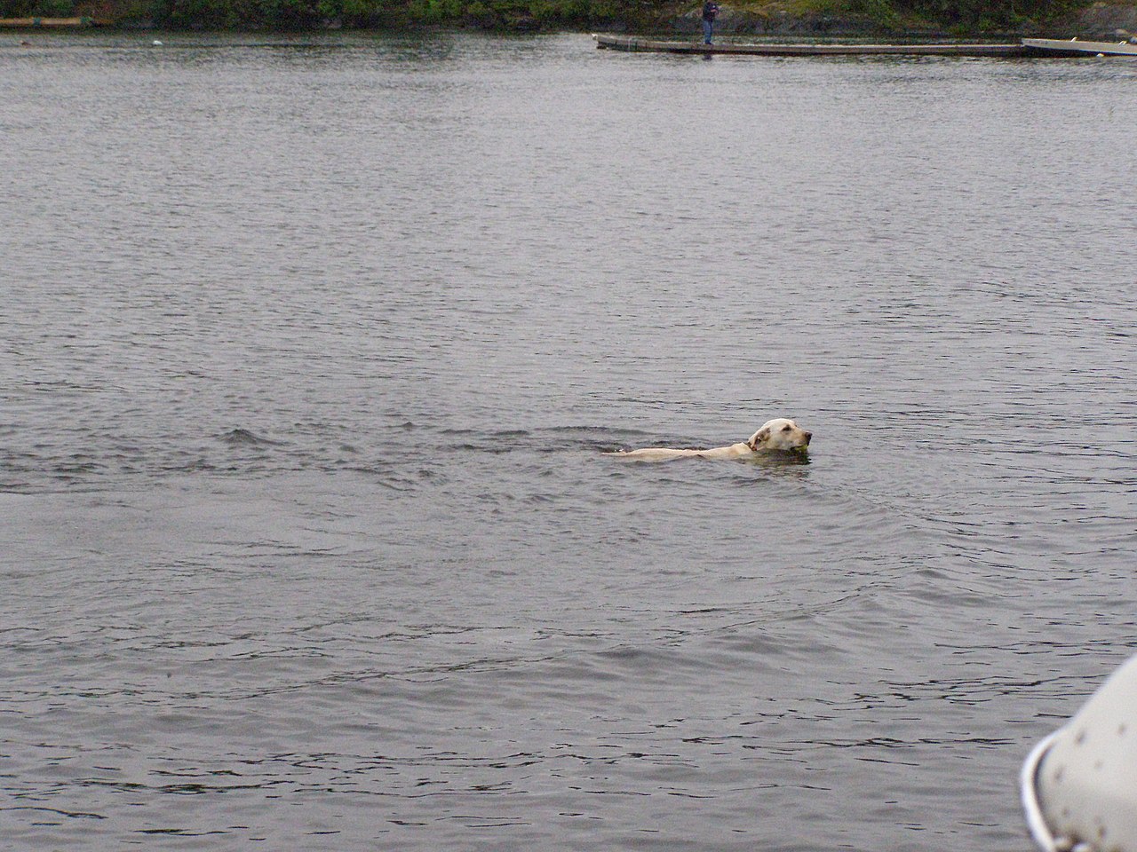 Hund simmar. Foto: Chris Light
