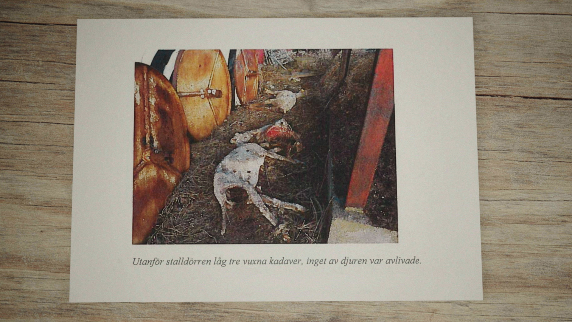  Uppdrag granskning har besökt Kravgårdarna som brutit mot djurskyddslagen. Foto: SVT 